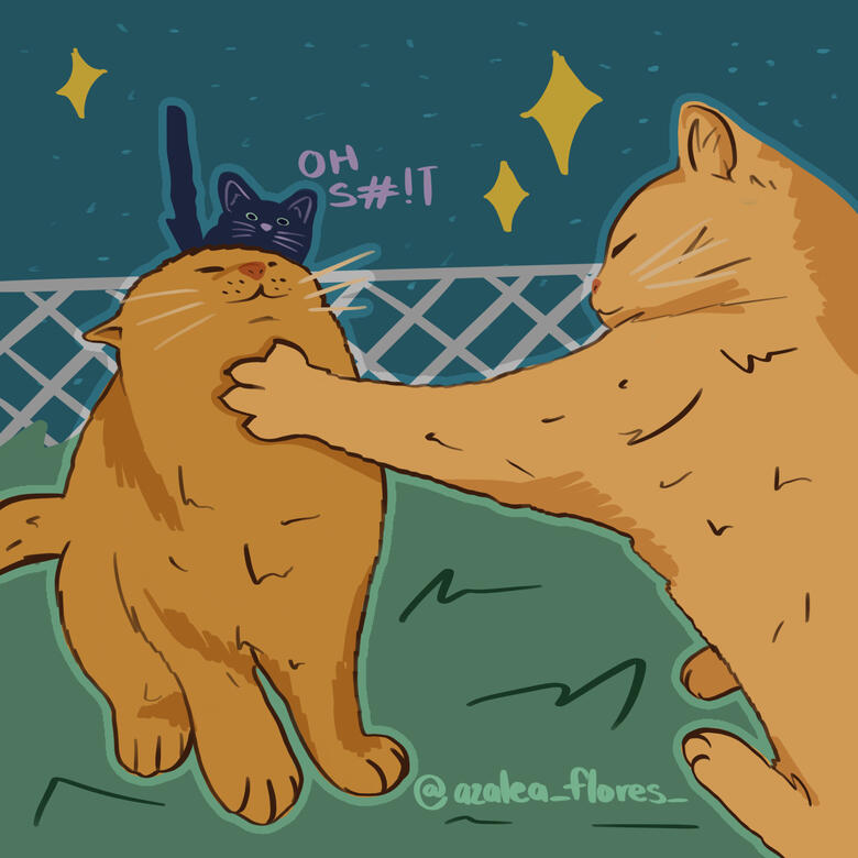 backyard kitty brawl